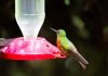 how to make hummingbird food